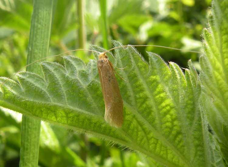 Grossa Adelidae?